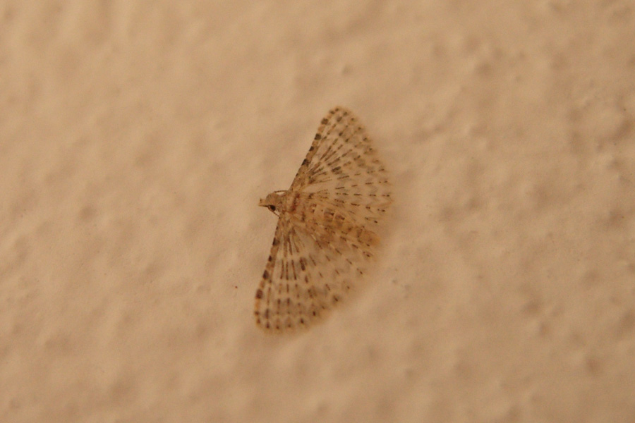 Altre farfalle da Creta